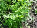 Ajmod, Ajwain-ka-patta